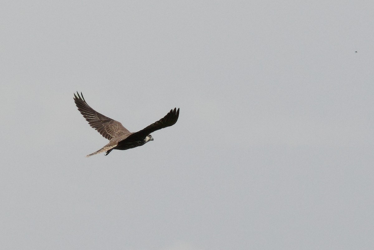 Saker Falcon - ML643527877