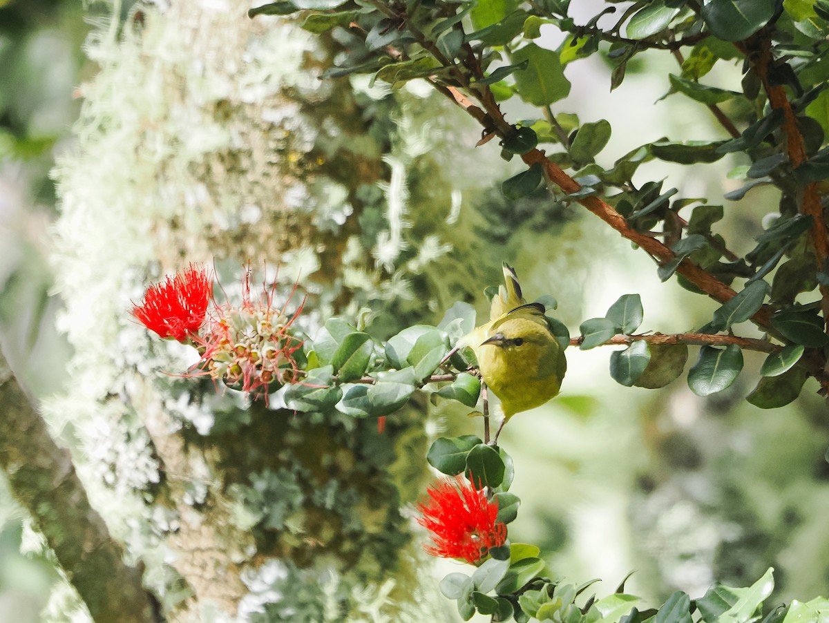 Hawaii Amakihi - ML643527878