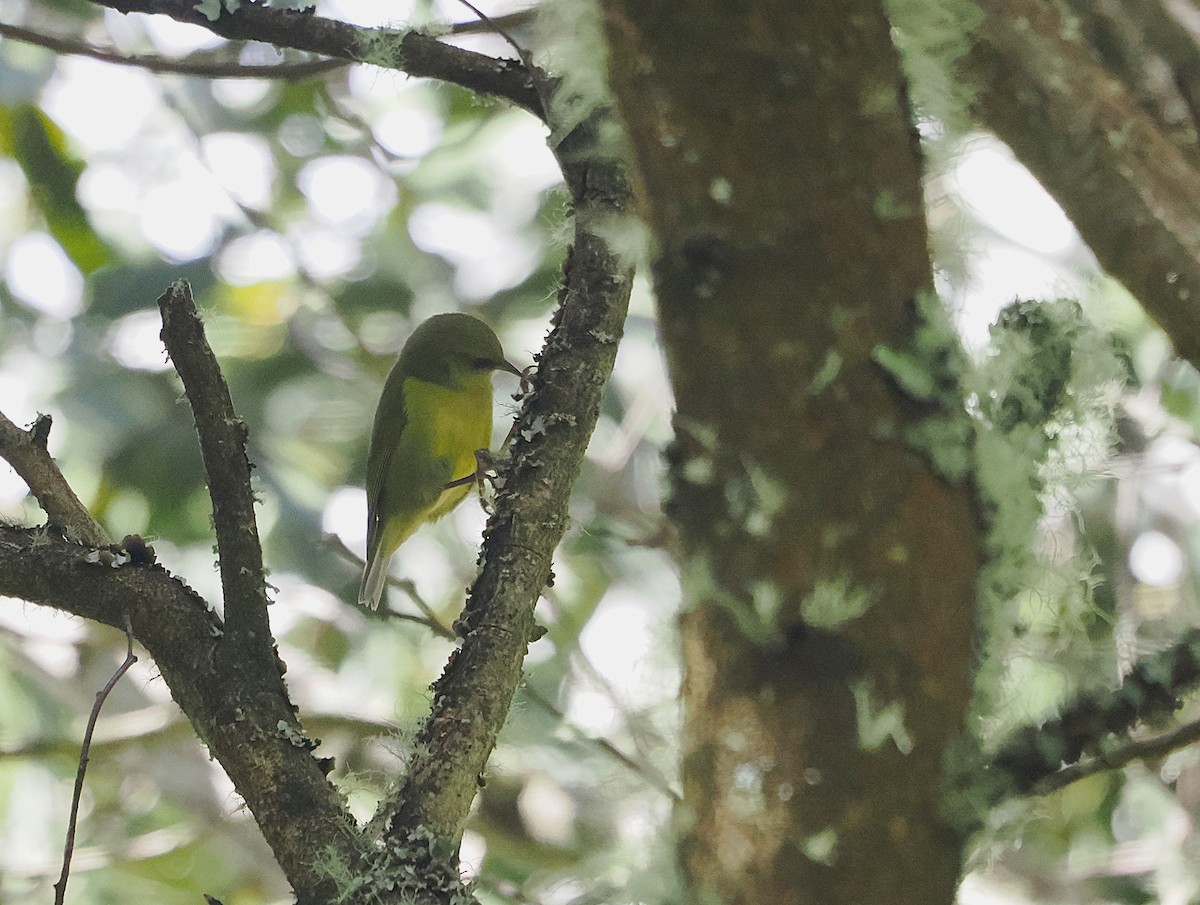Hawaii Creeper - ML643527881