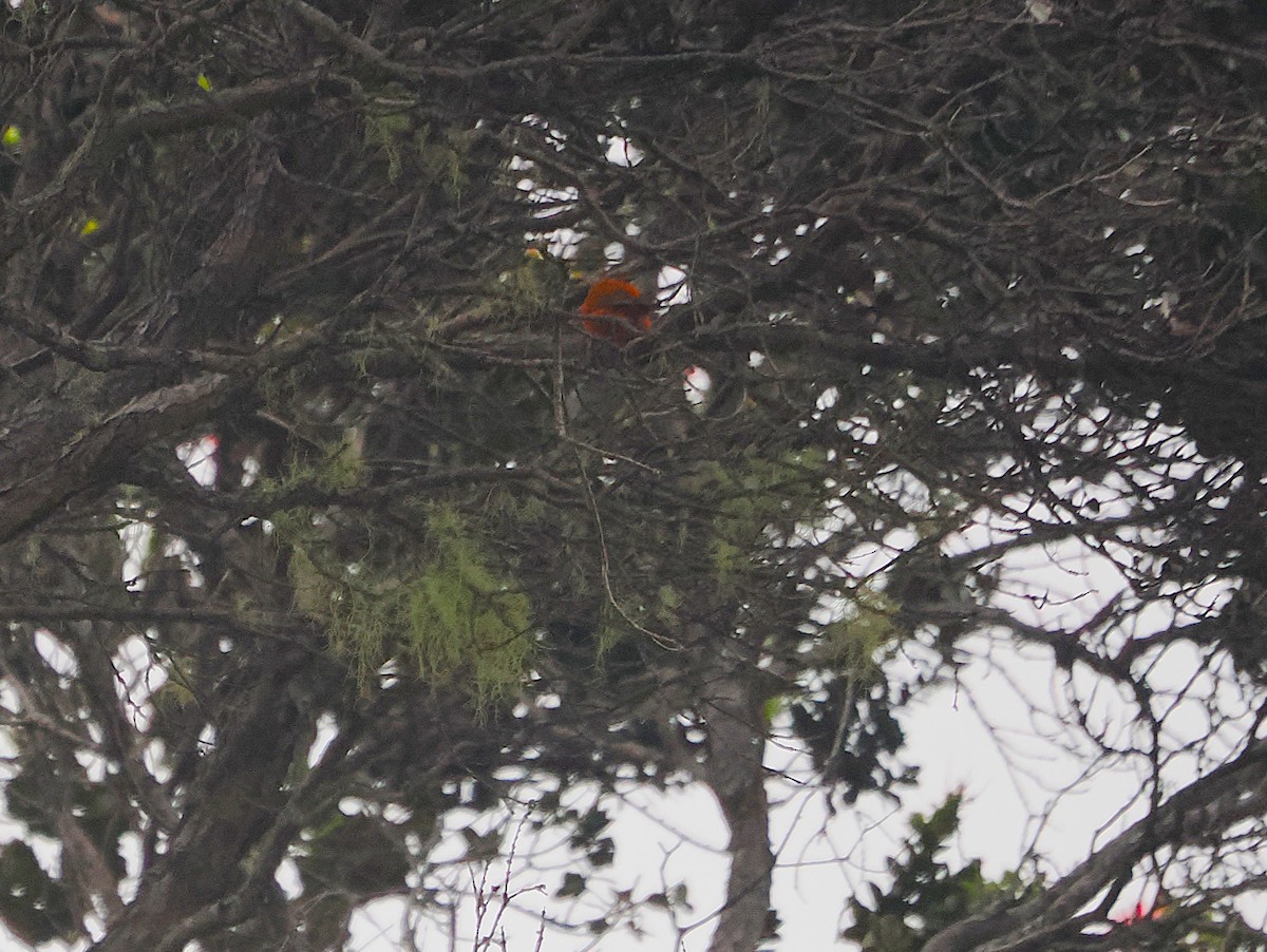 Hawaii Akepa - ML643527882