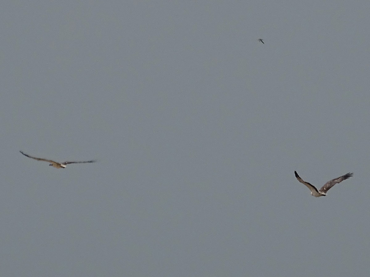 White-bellied Sea-Eagle - ML643527918