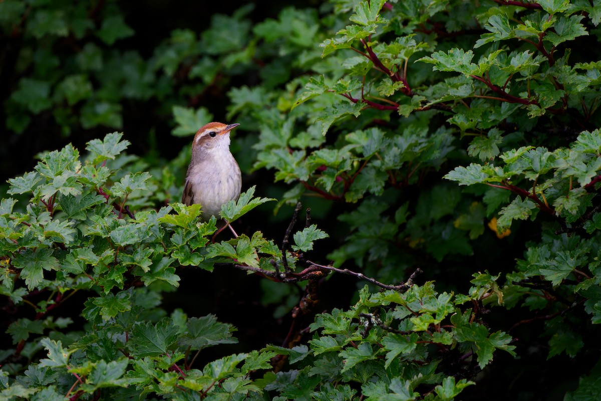 Chestnut-crowned Bush Warbler - ML643527930