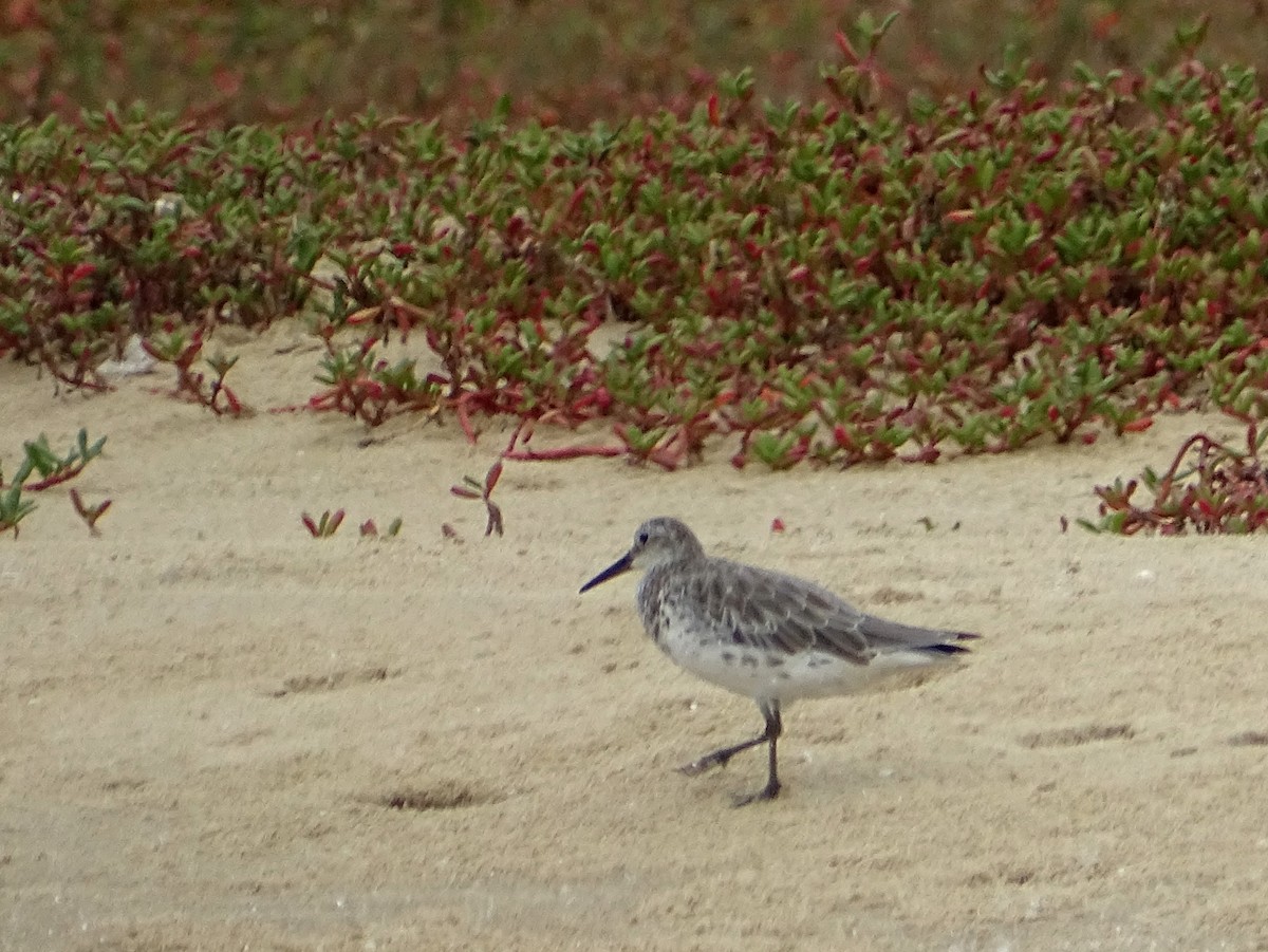 Great Knot - ML643527933