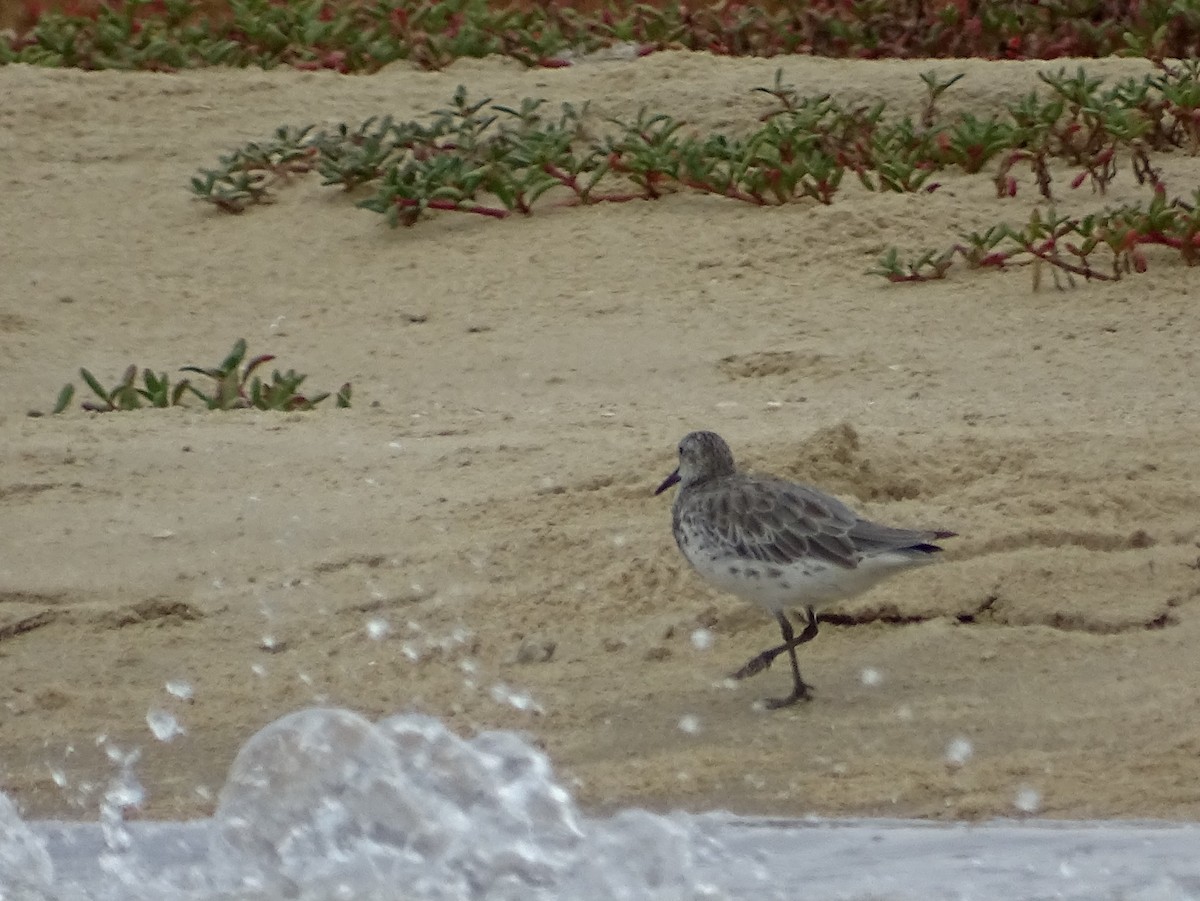 Great Knot - ML643527934