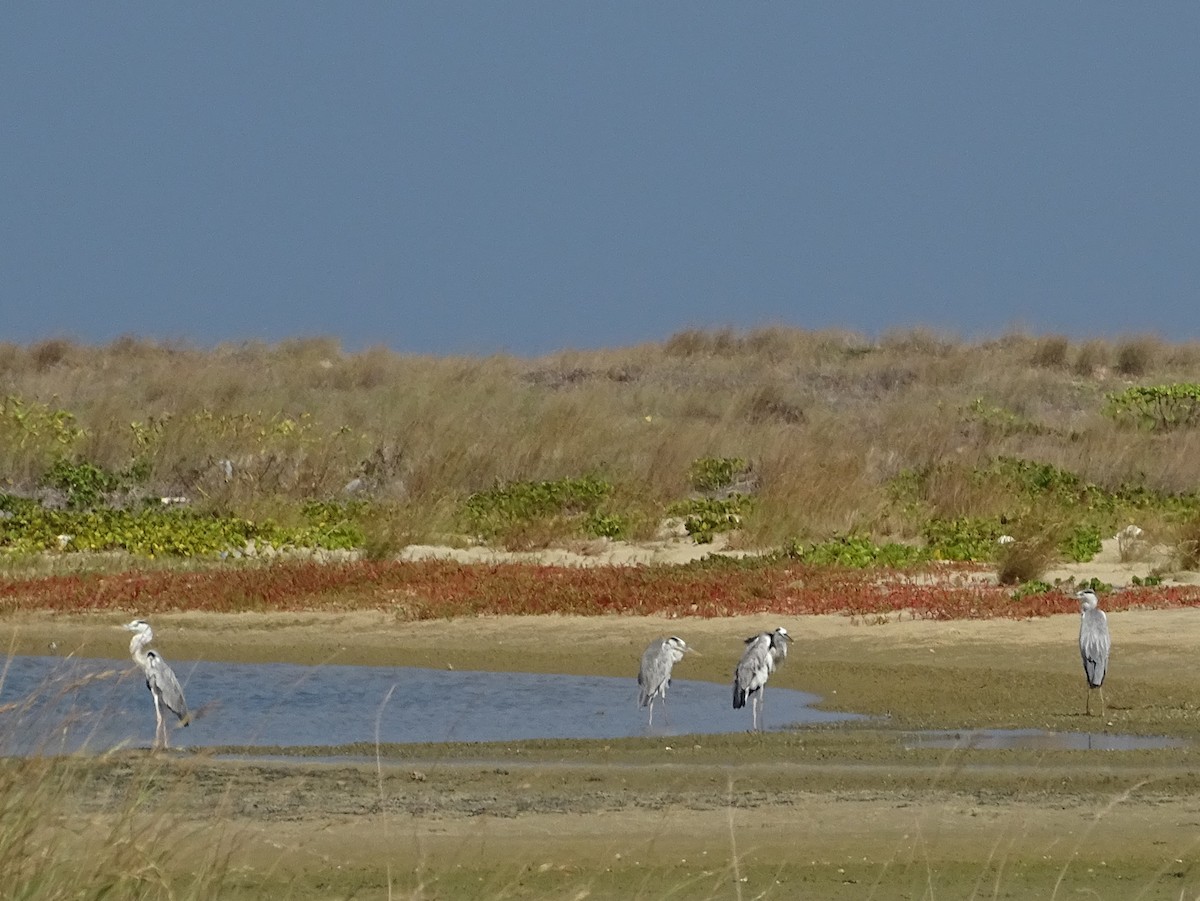 Gray Heron - ML643527940