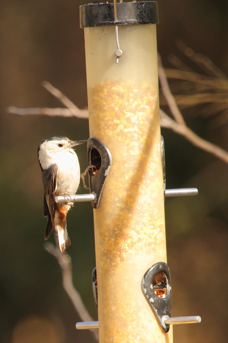 White-breasted Nuthatch - ML643527947