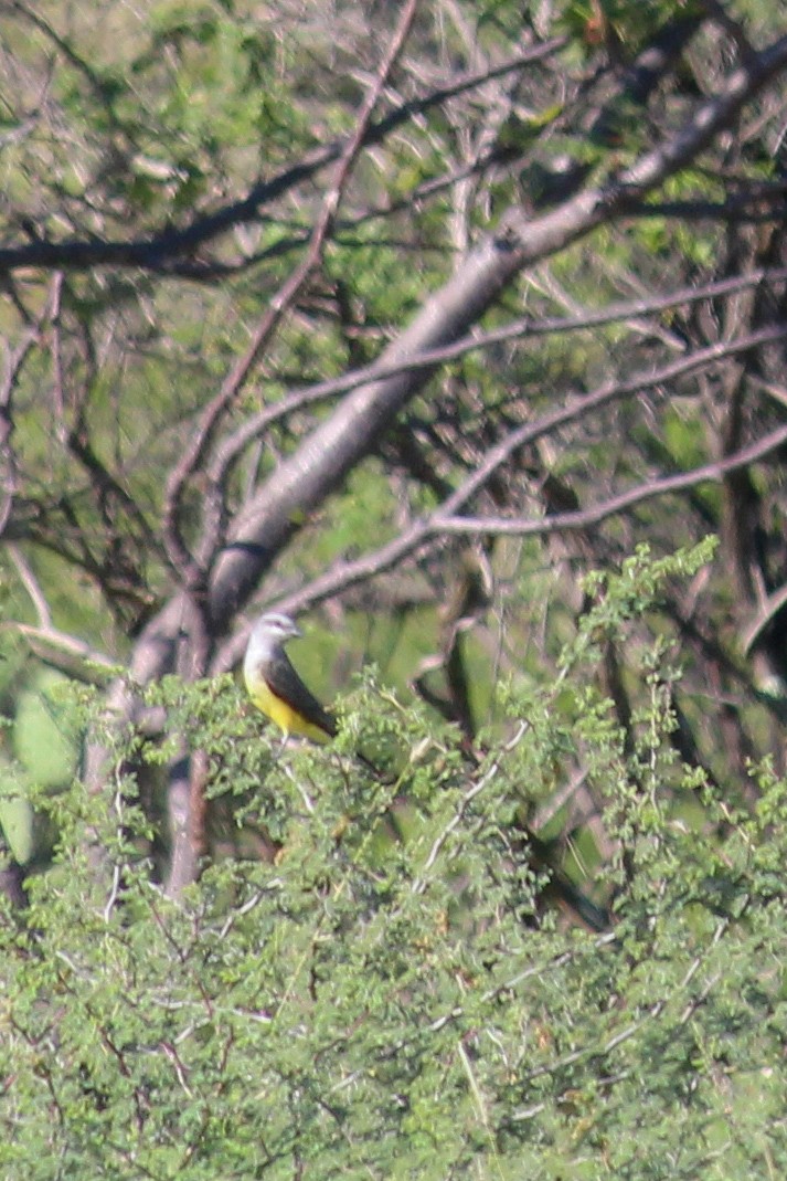 Western Kingbird - ML643527948