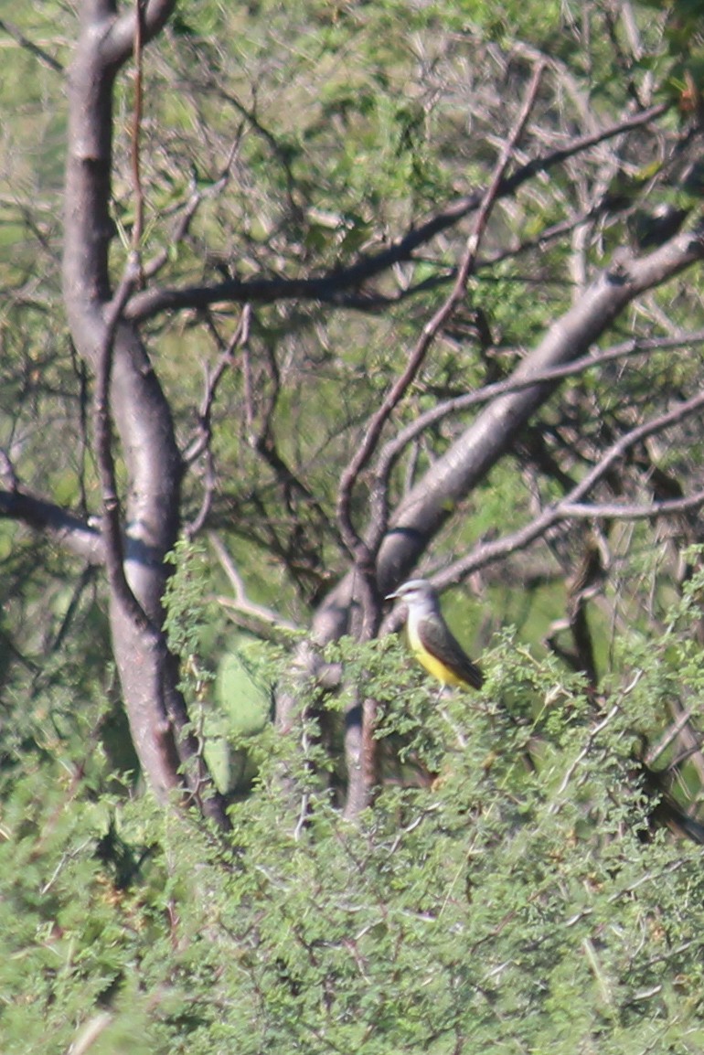 Western Kingbird - ML643527949