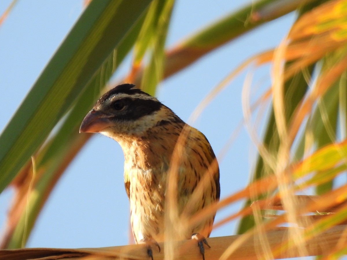 Black-headed Grosbeak - ML643527954