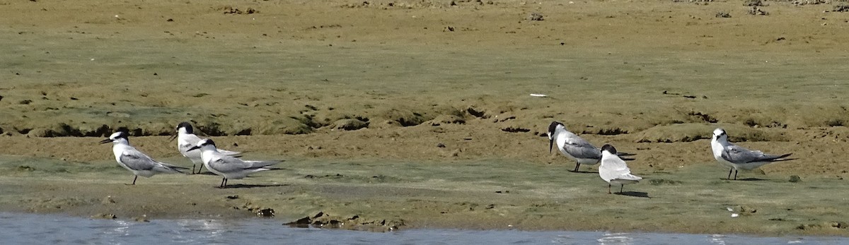 Whiskered Tern - ML643527966