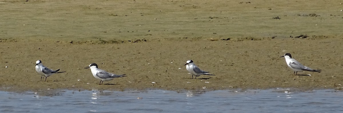 Whiskered Tern - ML643527967
