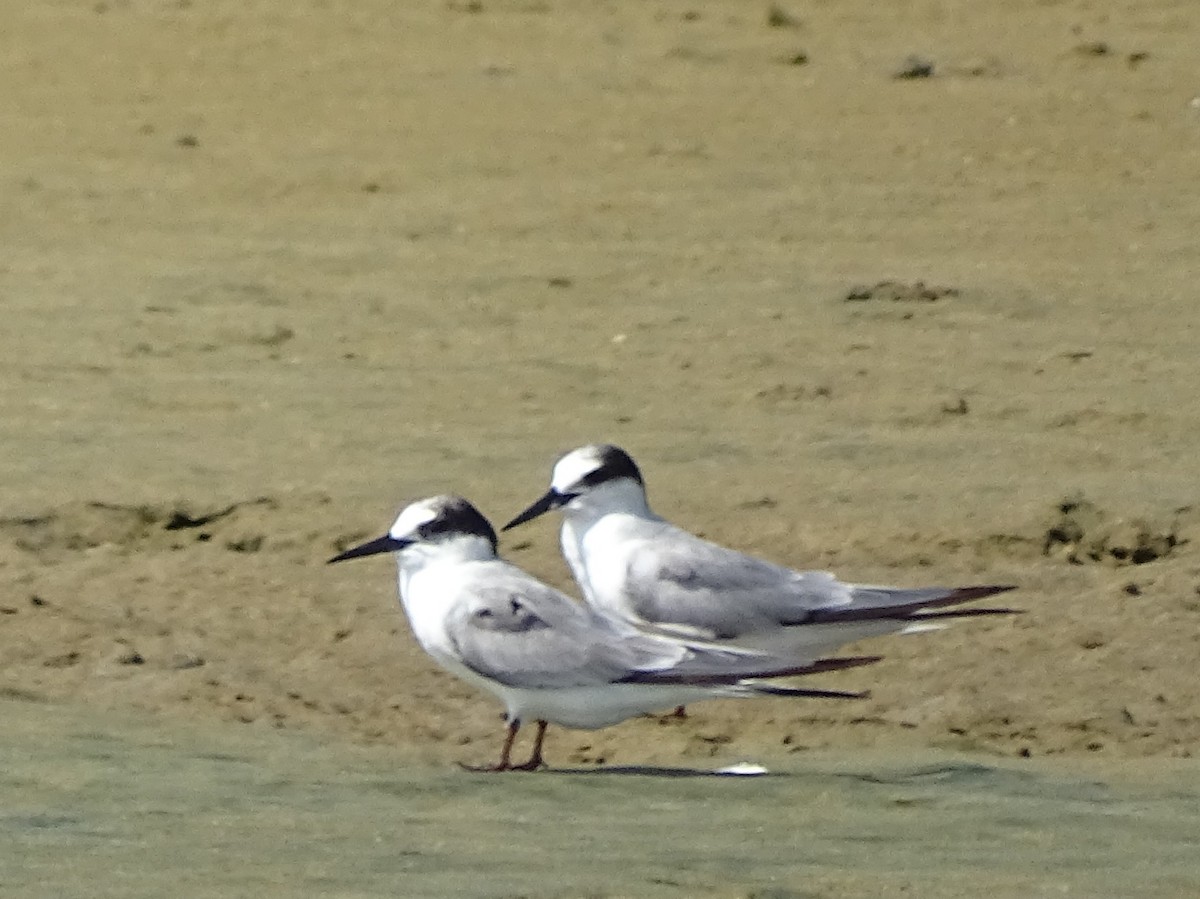Little Tern - ML643527968