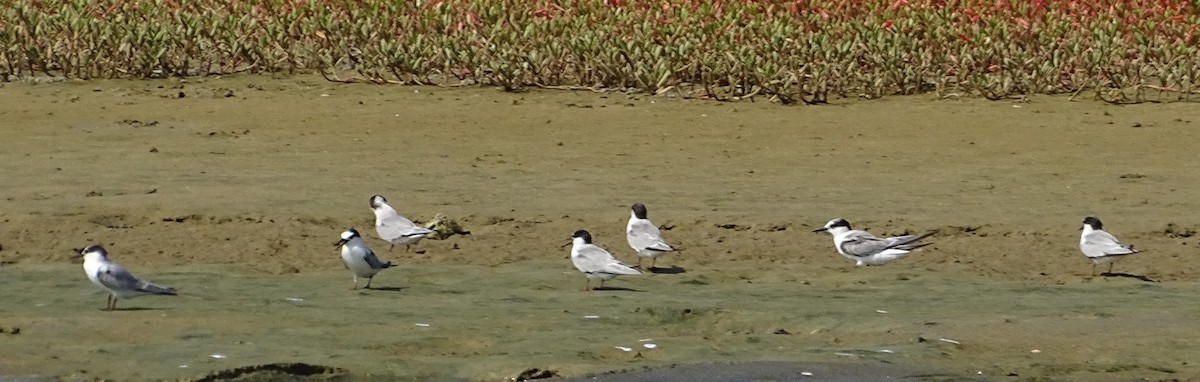 Whiskered Tern - ML643527969