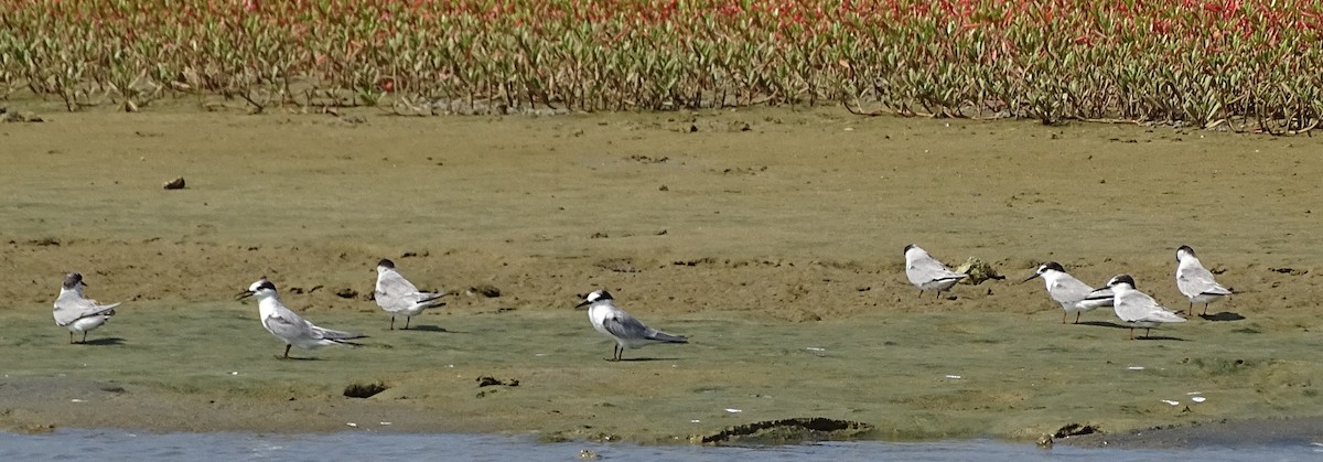 Whiskered Tern - ML643527970