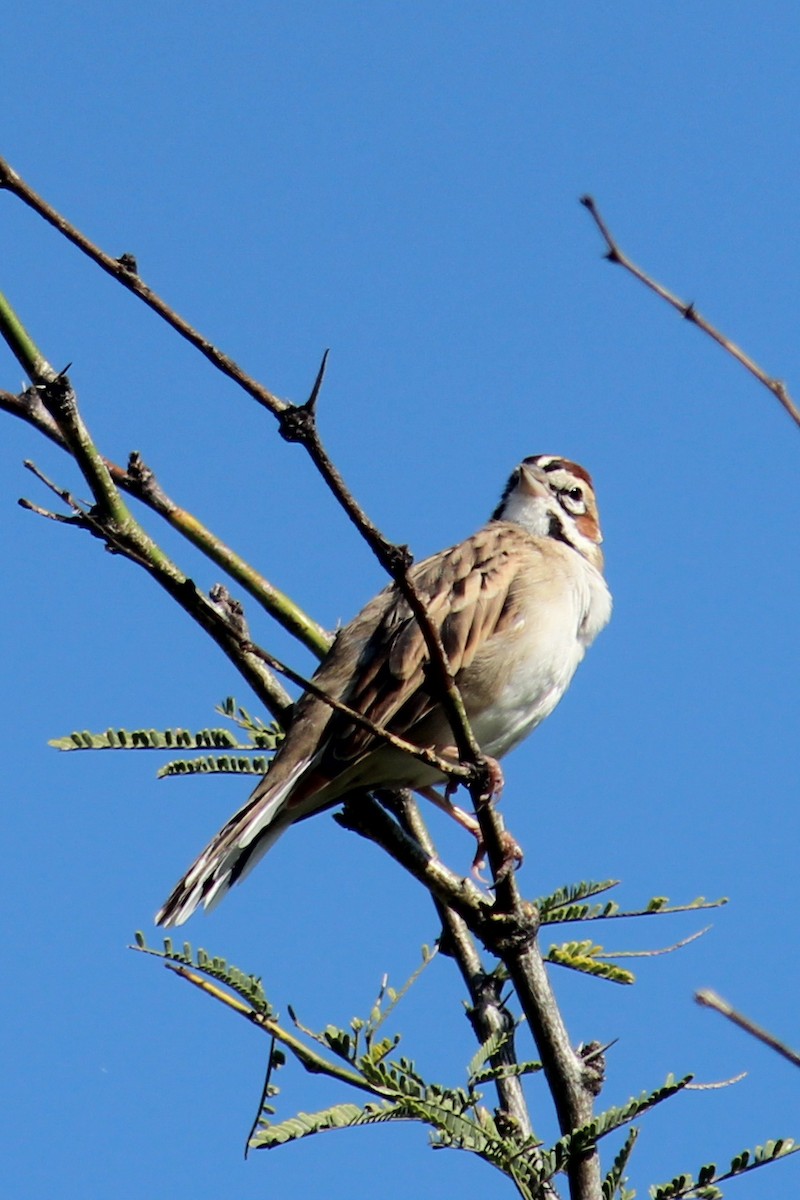 Lark Sparrow - ML643527996