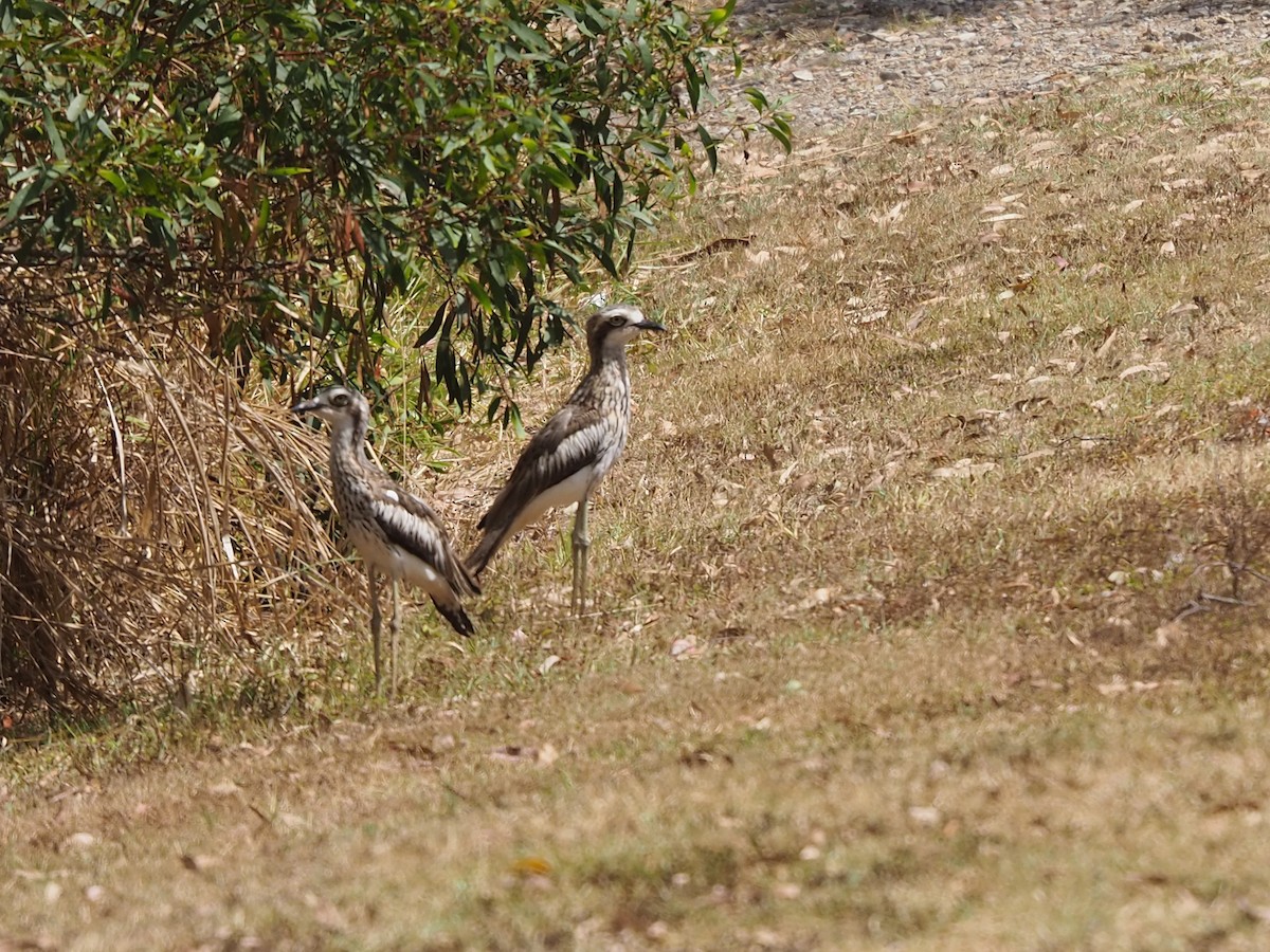Bush Thick-knee - ML643528000