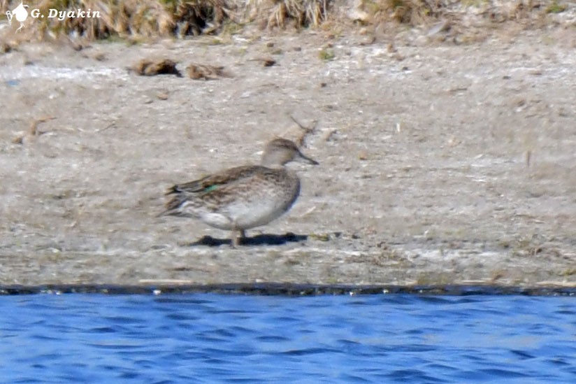 Green-winged Teal - ML643528003