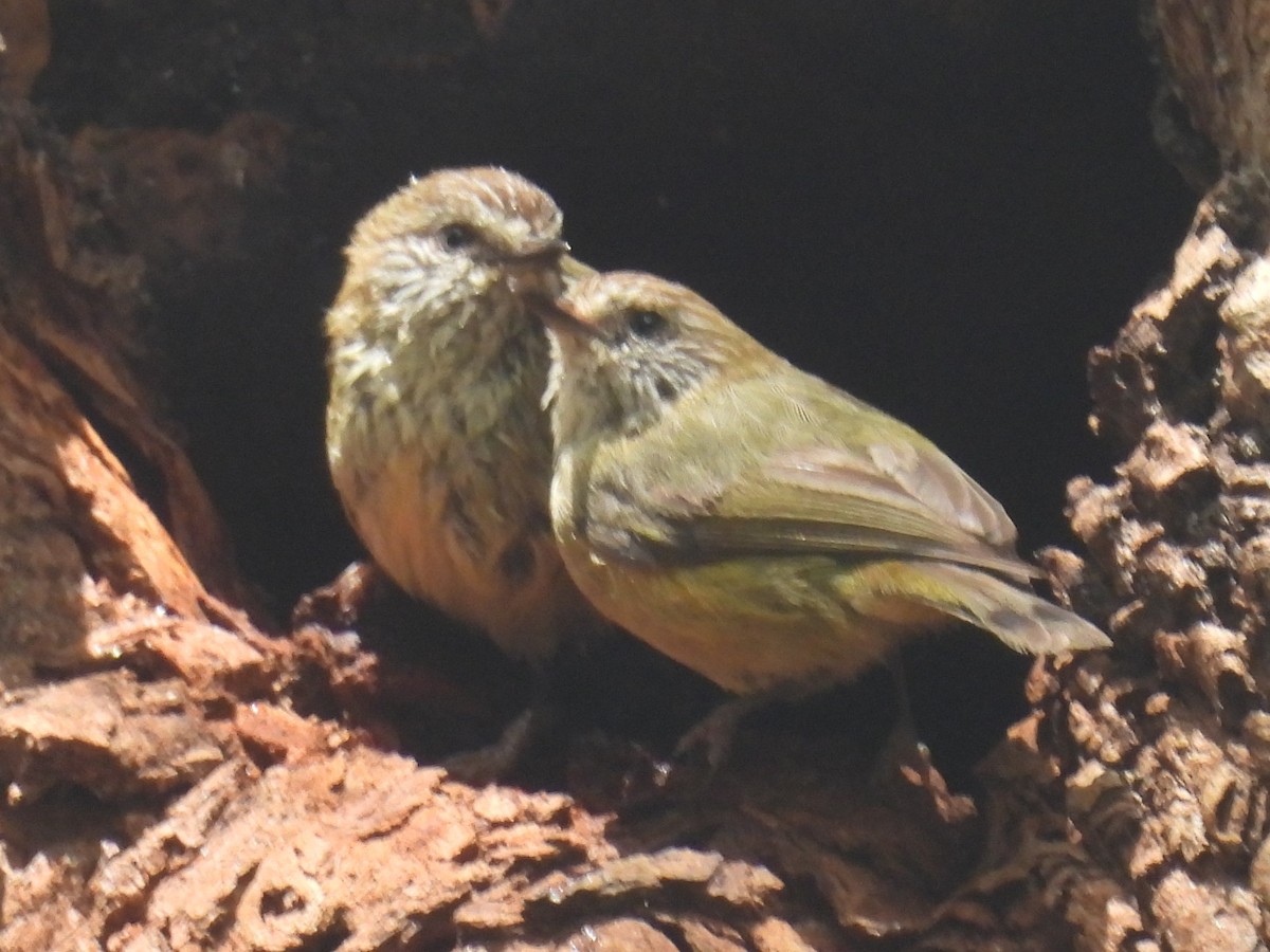 Striated Thornbill - ML643528012