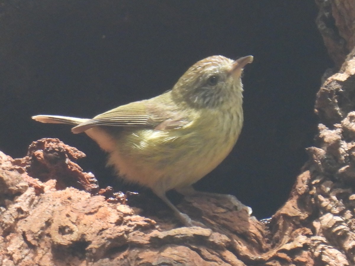 Striated Thornbill - ML643528013
