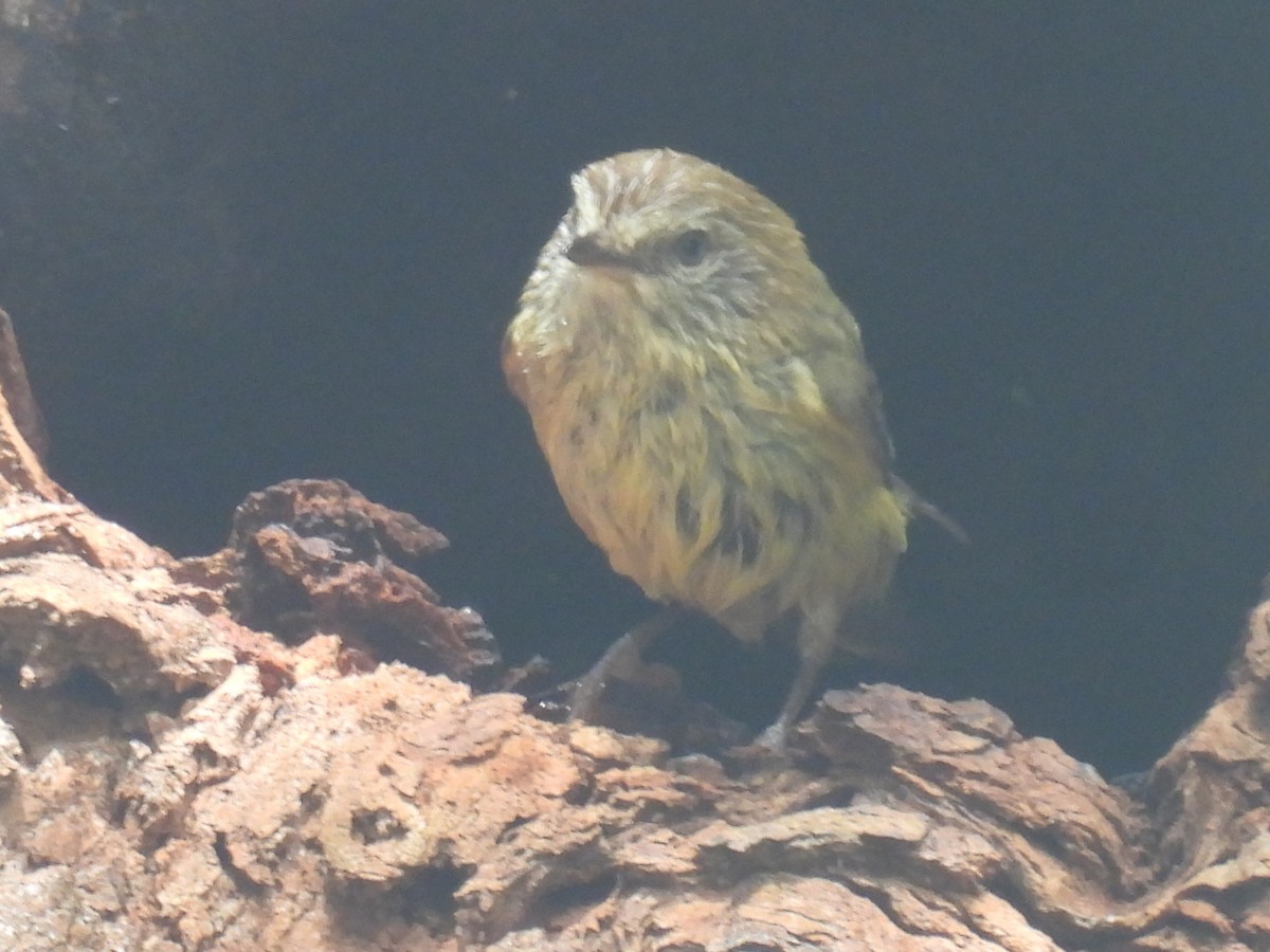 Striated Thornbill - ML643528014