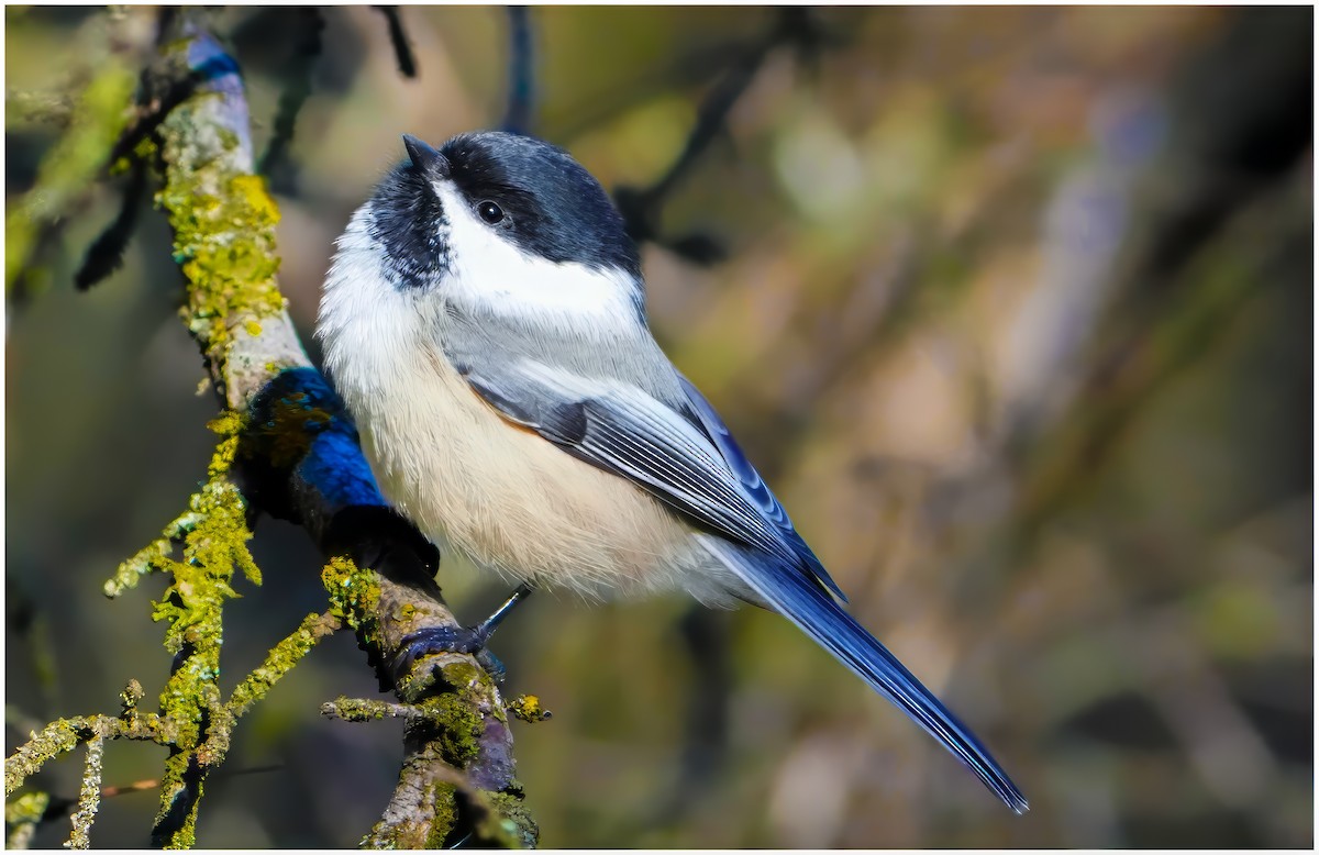 Black-capped Chickadee - ML643528021