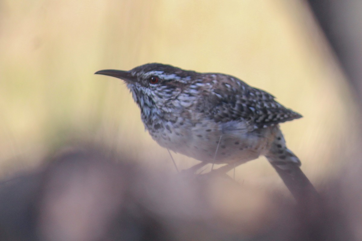 Cactus Wren - ML643528036