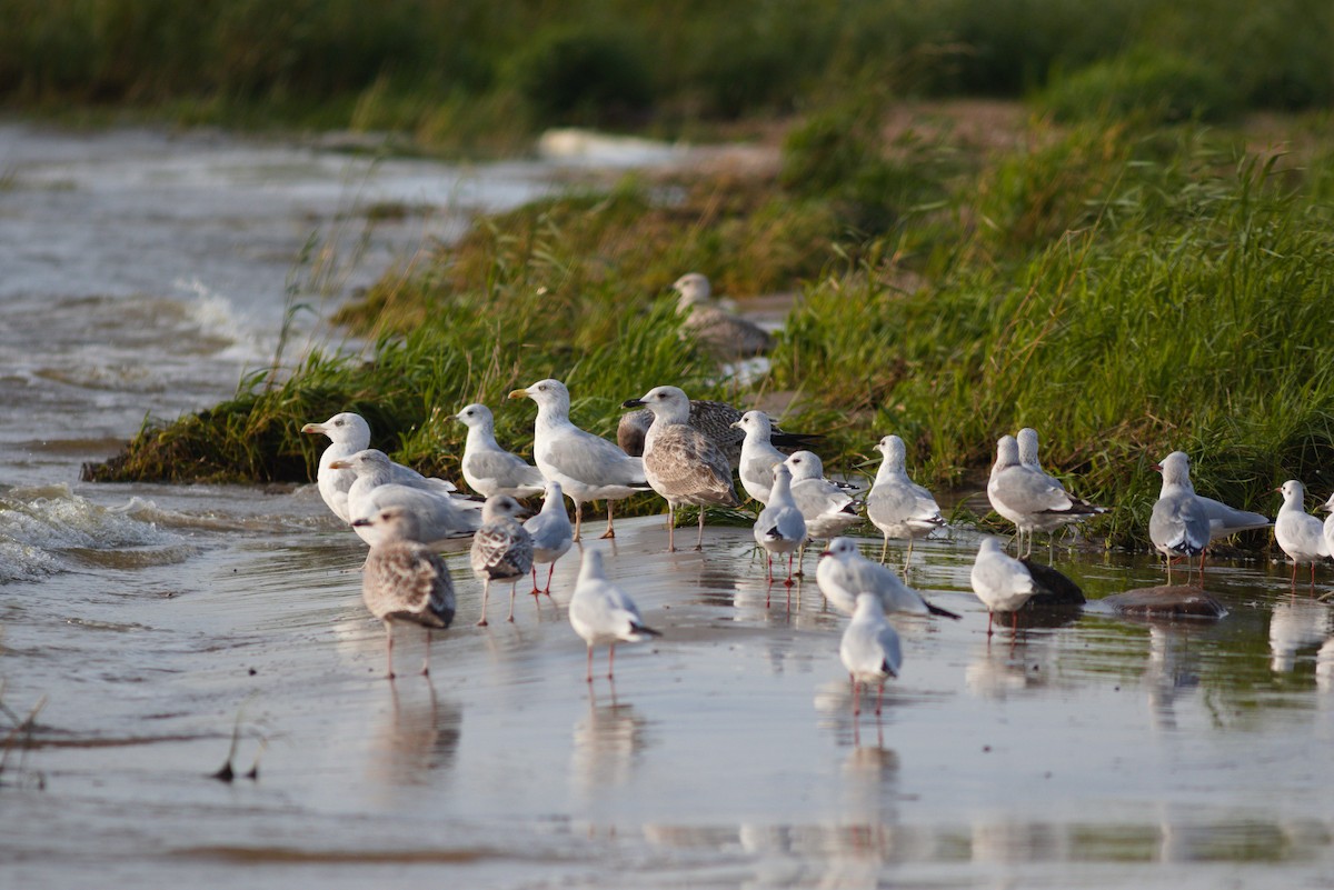Larus sp. - ML643528040