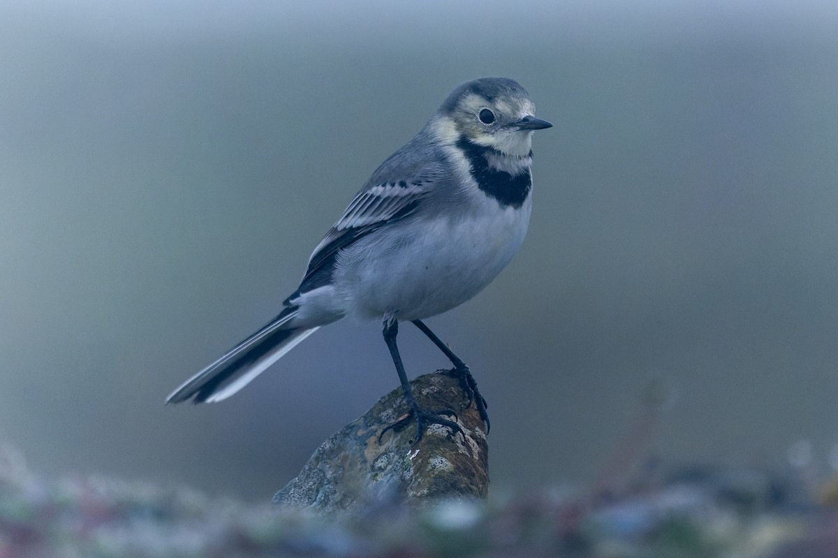 White Wagtail - ML643528044