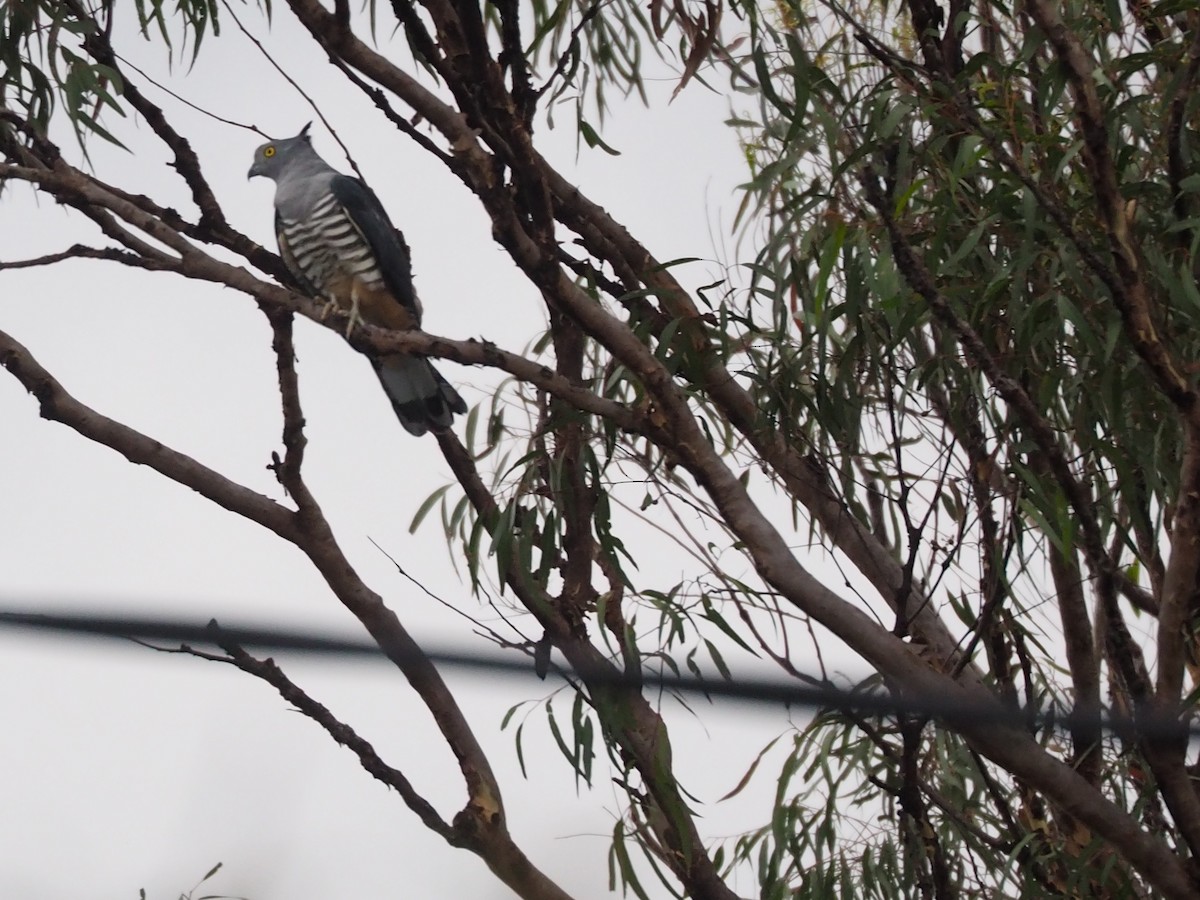 Pacific Baza - ML643528077
