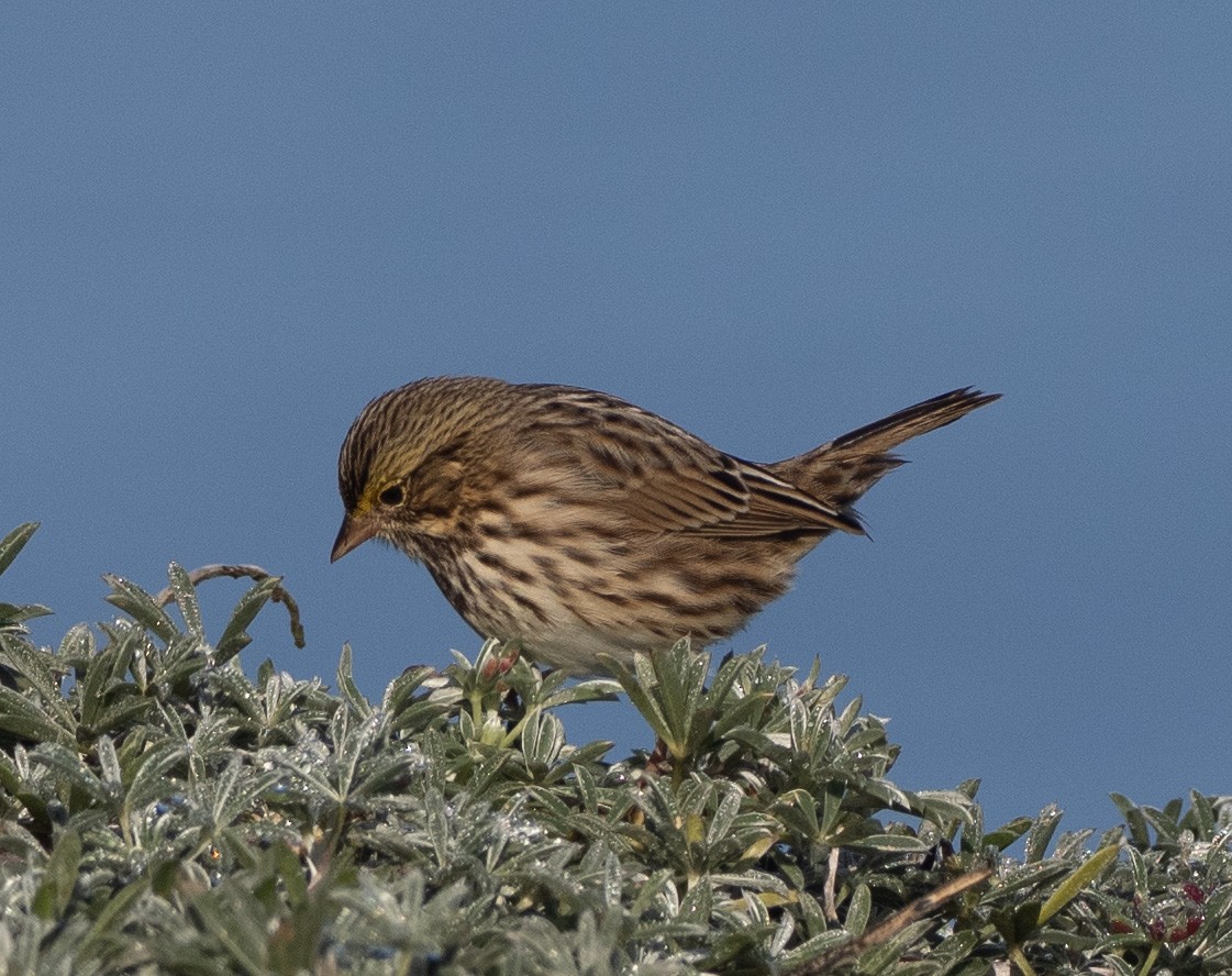Savannah Sparrow - ML643528092