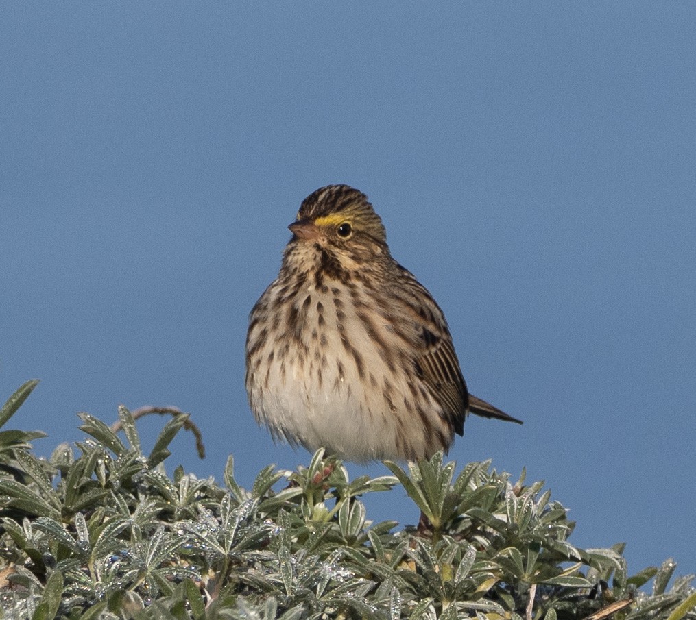 Savannah Sparrow - ML643528093