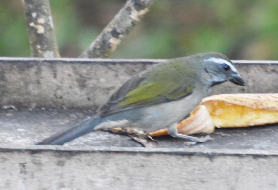 Saltator olive - ML643528105