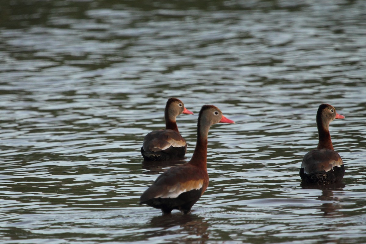 Dendrocygne à ventre noir - ML643528114