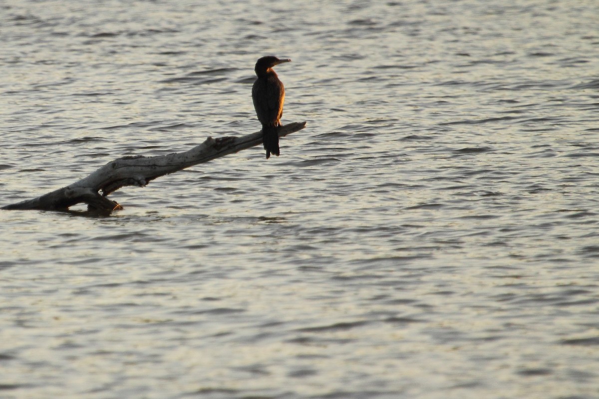 Cormoran vigua - ML643528120