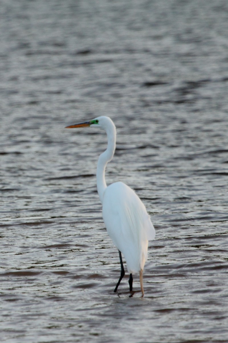 Grande Aigrette - ML643528138