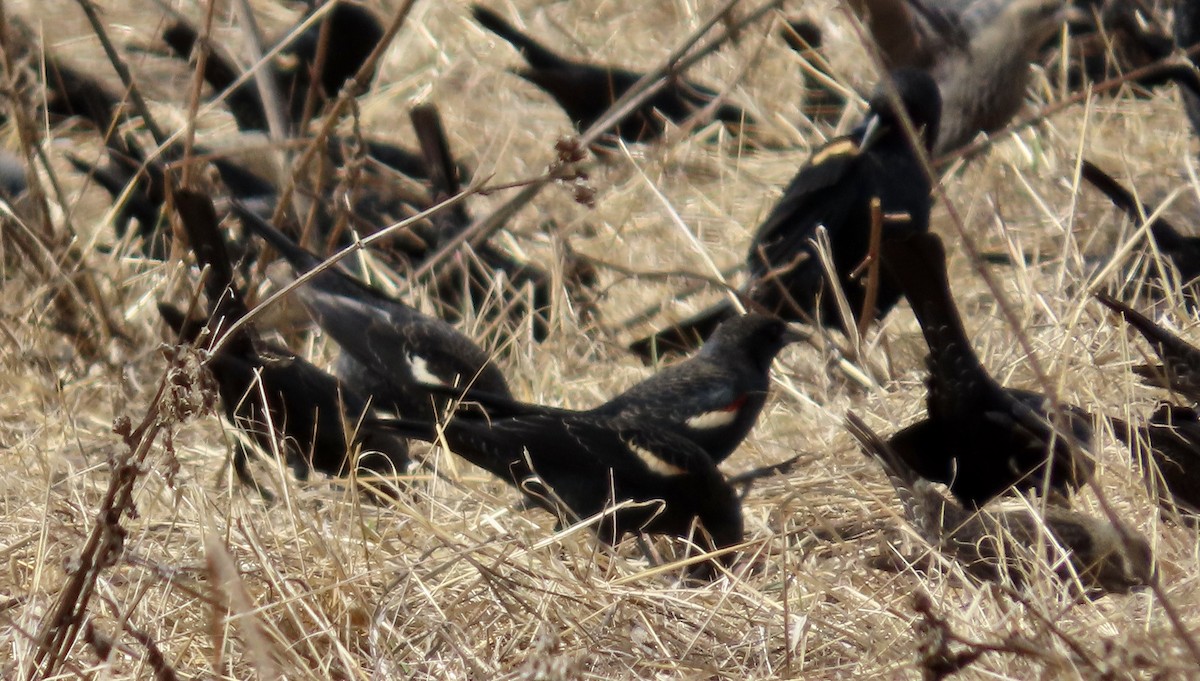 Tricolored Blackbird - ML643528158