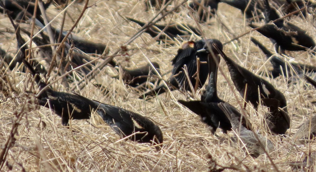 Tricolored Blackbird - ML643528159
