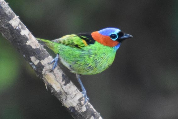 Red-necked Tanager - ML643528167