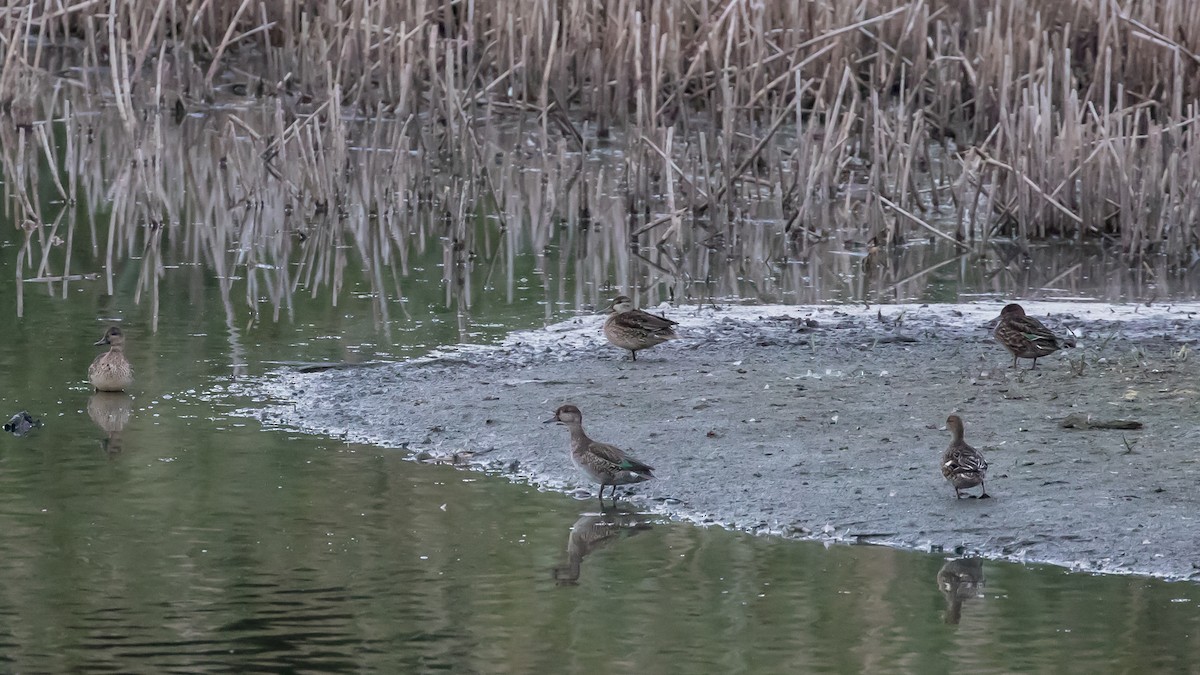 Green-winged Teal - ML643528170