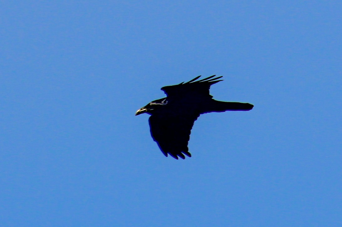 Grand Corbeau - ML643528171