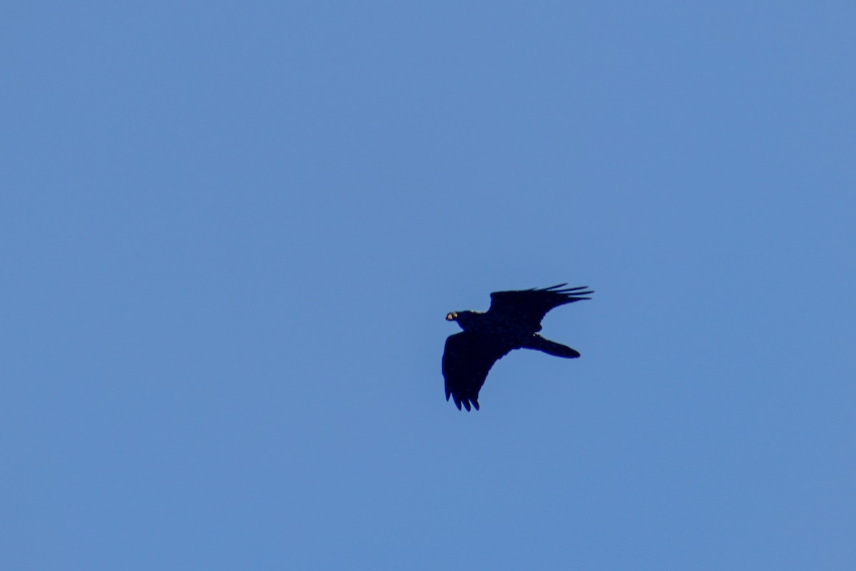 Grand Corbeau - ML643528172