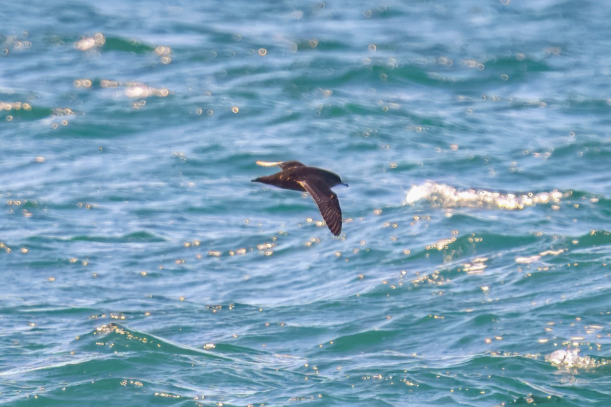Puffin à bec grêle - ML643528179