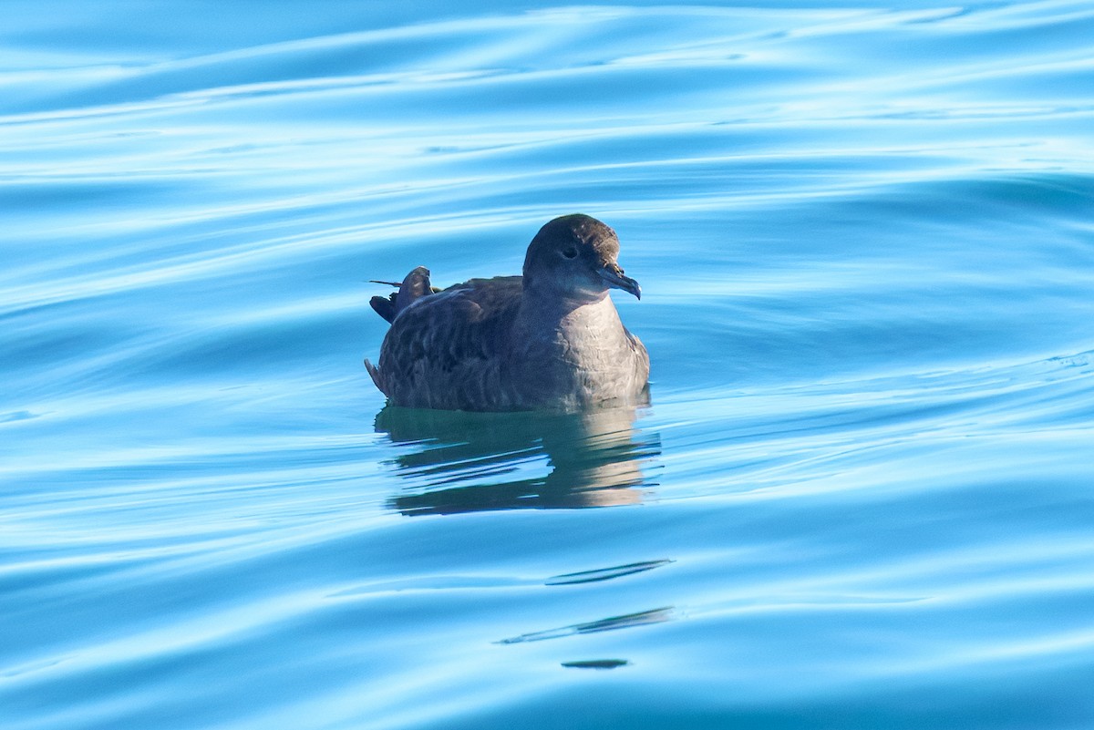 Puffin à bec grêle - ML643528180