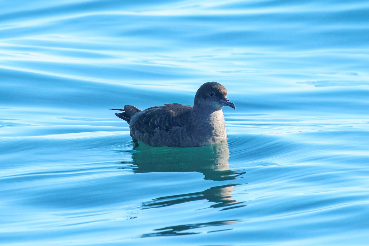 Puffin à bec grêle - ML643528181