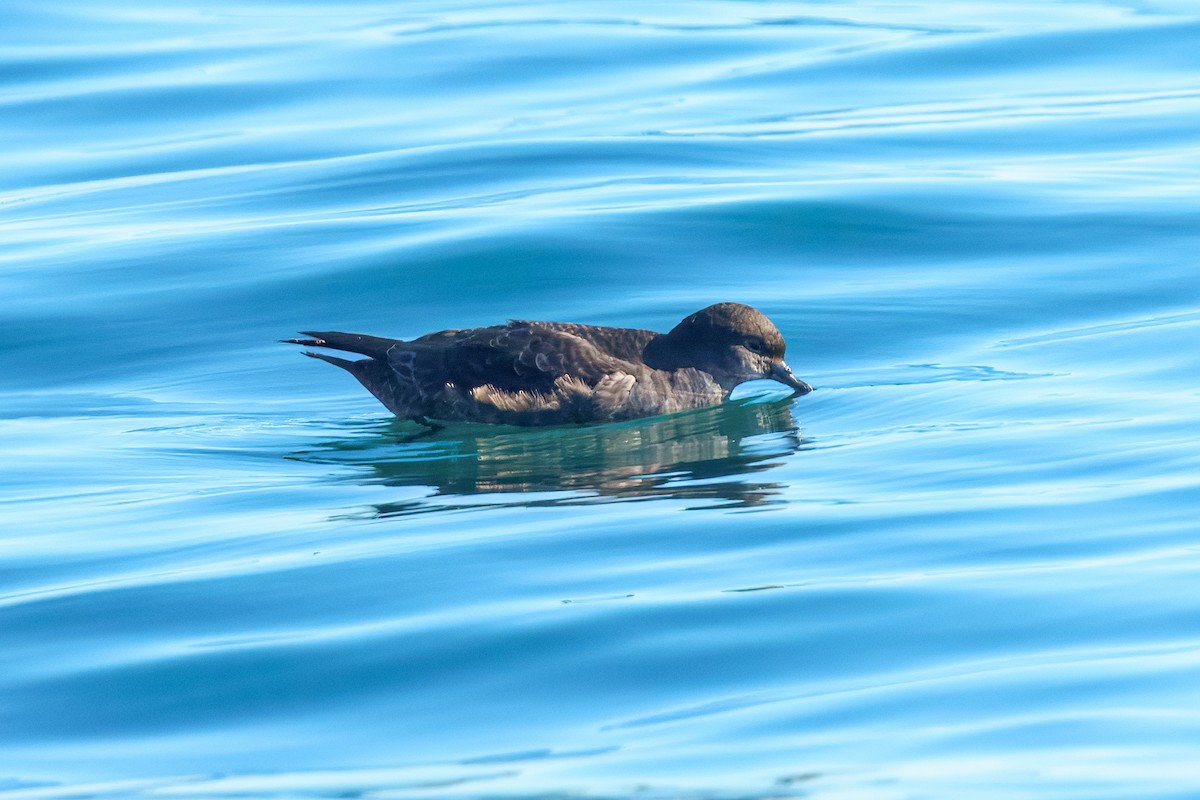 Puffin à bec grêle - ML643528182