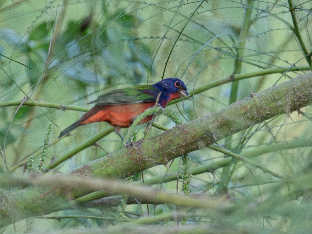 Passerin nonpareil - ML643528202