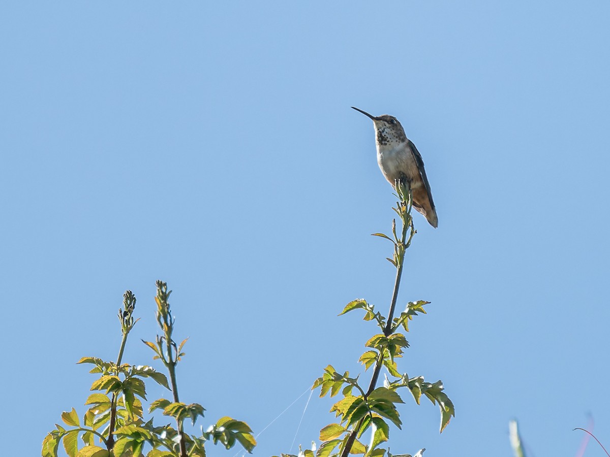 Colibri d'Allen - ML643528203