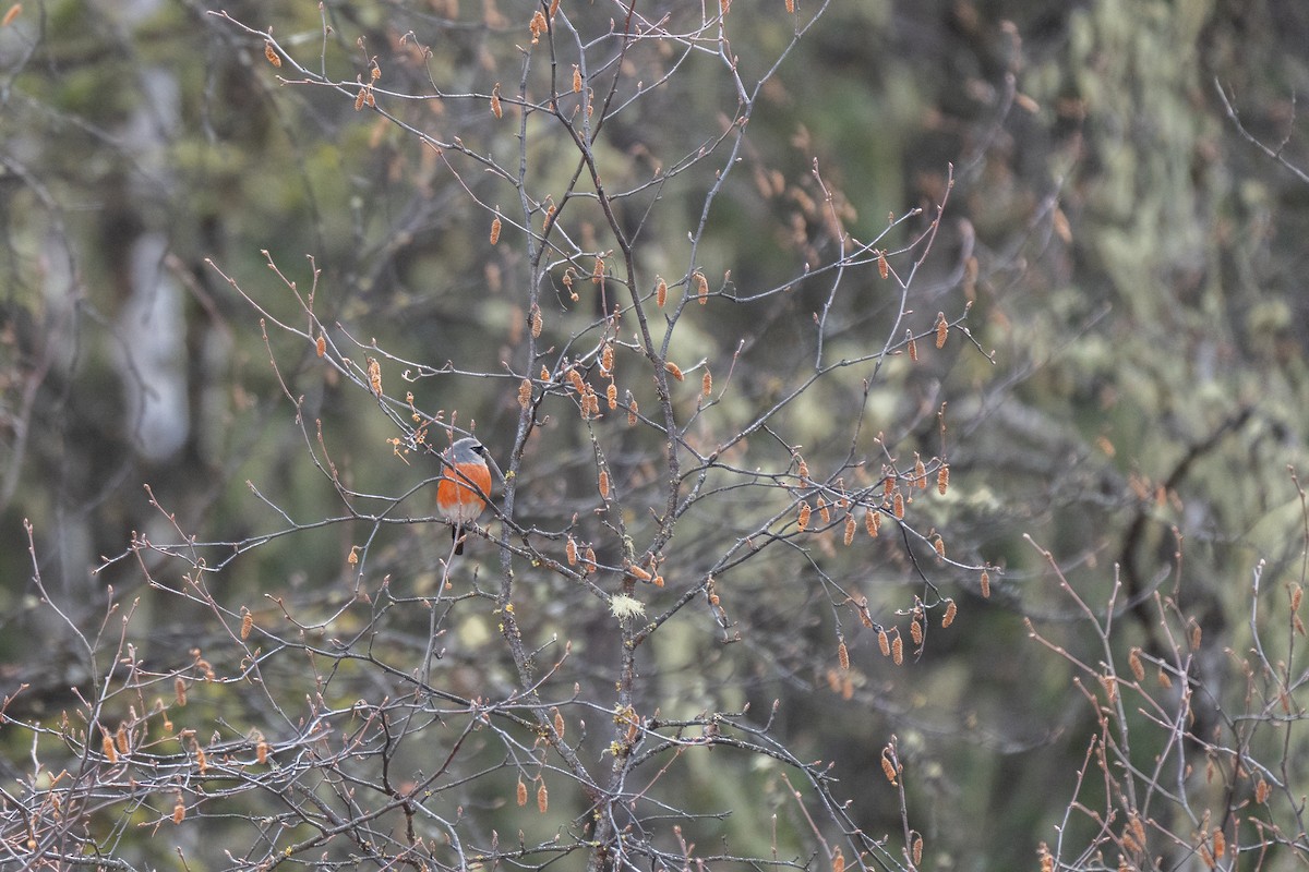 Gray-headed Bullfinch - ML643528232