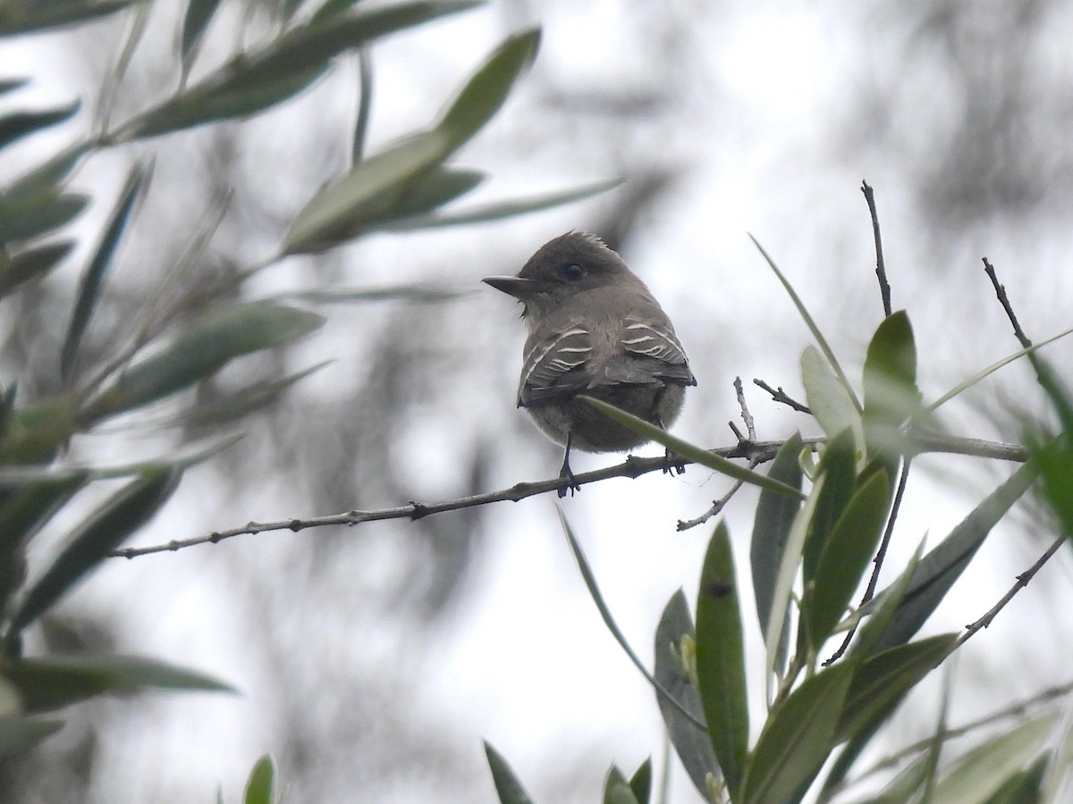 Western Wood-Pewee - ML643528244