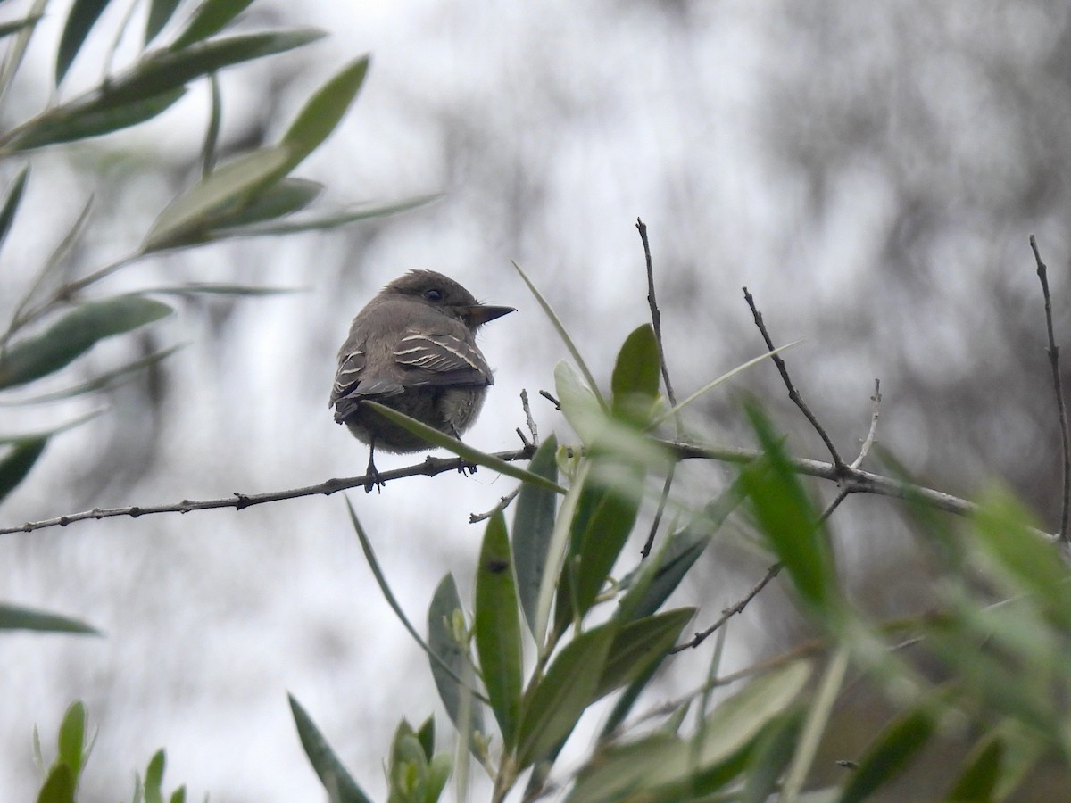 Western Wood-Pewee - ML643528245